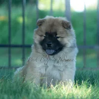 Beast, a male Chow Chow for sale in Warsaw, IN – 10 of 10
