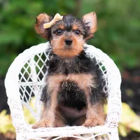 Quibbi, a male Yorkshire Terrier for sale in Warsaw, IN – 4 of 6