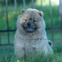 Bouji, a female Chow Chow for sale in Warsaw, IN – 8 of 10