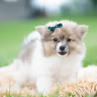Conrad, a male Pomeranian for sale in Warsaw, IN – 4 of 5