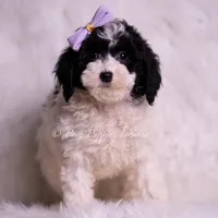 rissa, a female Miniature Goldendoodle for sale in Warsaw, IN – 2 of 4