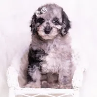 romeo, a male Poodle - Toy  for sale in Warsaw, IN – 2 of 8