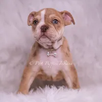 Jinko AKC, a male English Bulldog for sale in Warsaw, IN – 2 of 7