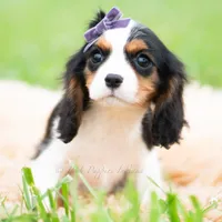 Prissy UABR, a female Cavalier King Charles Spaniel for sale in Warsaw, IN – 8 of 9