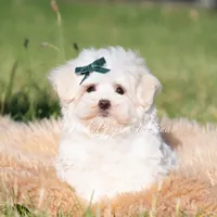 Mochi, a male Maltese for sale in Warsaw, IN – 7 of 9