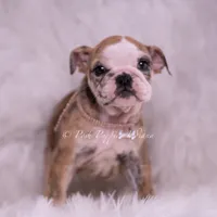 Verushka AKC, a female English Bulldog for sale in Warsaw, IN – 5 of 7
