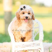louie, a male Poodle - Toy  for sale in Warsaw, IN – 1 of 6