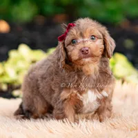Willy wonka, a male Yorkshire Terrier and Poodle - Toy  for sale in Warsaw, IN – 2 of 8