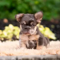 Baby Yoda AKC, a female French Bulldog for sale in Warsaw, IN – 3 of 10