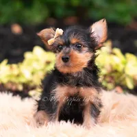 Quibbi, a male Yorkshire Terrier for sale in Warsaw, IN – 2 of 6