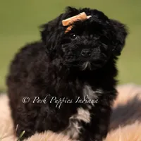 pixel, a male Yorkipoo for sale in Warsaw, IN – 4 of 6