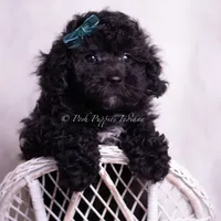 lemonheart, a female Poodle - Toy  for sale in Warsaw, IN – 7 of 7