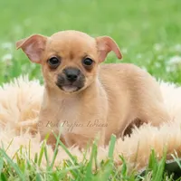 Cortez, a male Chihuahua for sale in Warsaw, IN – 3 of 6