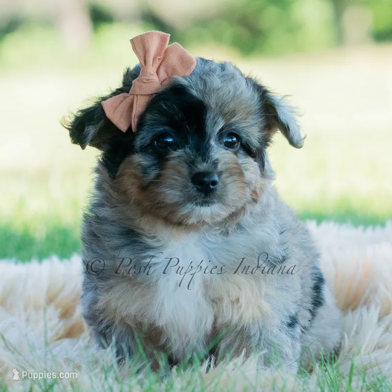 Vera – Pomeranian, Poodle - Toy  puppy for sale in Warsaw, IN