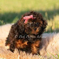 Buttercup AKC, a female Poodle - Toy  for sale in Warsaw, IN – 6 of 6