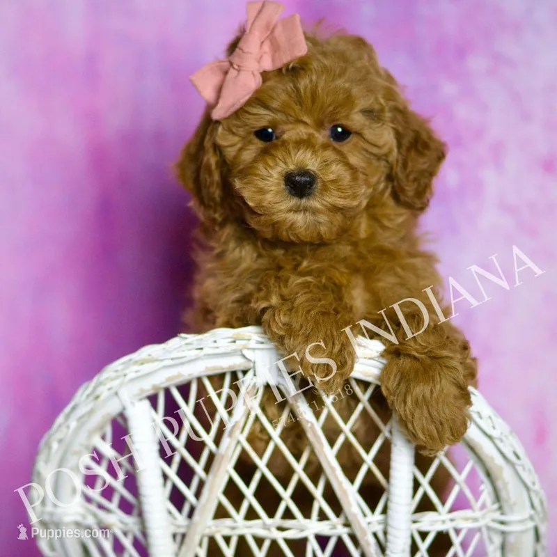 Candy AKC, a female Poodle - Toy  for sale in Warsaw, IN – Photo 1 of 6