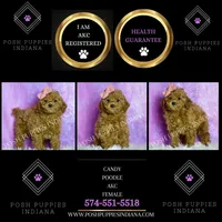Candy AKC, a female Poodle - Toy  for sale in Warsaw, IN – Photo 2 of 6