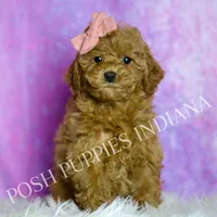 Candy AKC, a female Poodle - Toy  for sale in Warsaw, IN – Photo 4 of 6