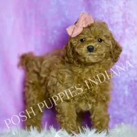 Candy AKC, a female Poodle - Toy  for sale in Warsaw, IN – Photo 6 of 6