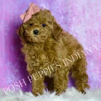Candy AKC, a female Poodle - Toy  for sale in Warsaw, IN – Photo 5 of 6