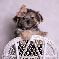 Leige, a male Morkie for sale in Warsaw, IN – 5 of 5