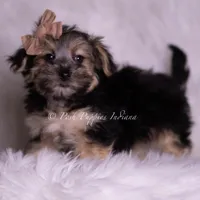 Leige, a male Morkie for sale in Warsaw, IN – 3 of 5