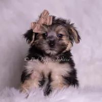 Leige, a male Morkie for sale in Warsaw, IN – 2 of 5