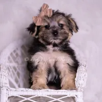 Leige, a male Morkie for sale in Warsaw, IN – 4 of 5