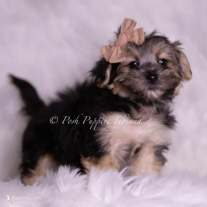 Leige – Morkie puppy for sale in Warsaw, IN