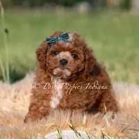 Tiny Waffles, a female Miniature Goldendoodle for sale in Warsaw, IN – 3 of 6