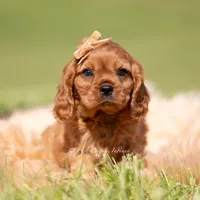 Murphy, a male Cavalier King Charles Spaniel for sale in Warsaw, IN – 4 of 5
