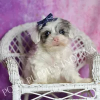 hufflepuff, a male Maltipoo for sale in Warsaw, IN – 2 of 9