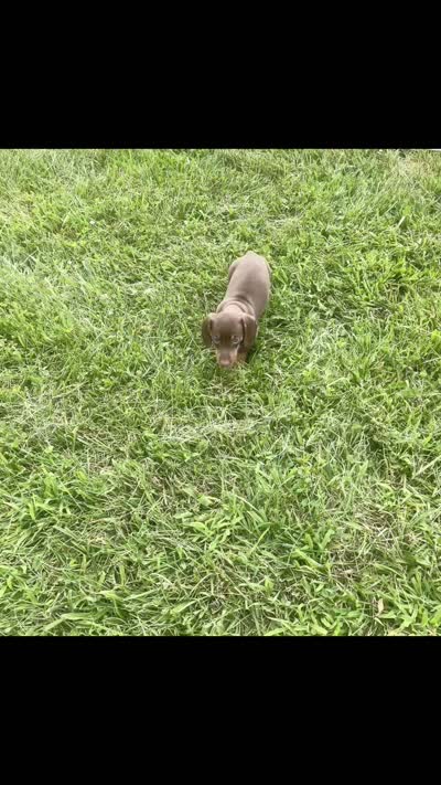 Hawtdog AKC, a male Miniature Dachshund for sale in Warsaw, IN – 6 of 6