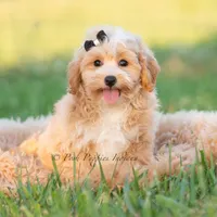 louie, a male Poodle - Toy  for sale in Warsaw, IN – 5 of 6