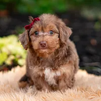 Willy wonka, a male Yorkshire Terrier and Poodle - Toy  for sale in Warsaw, IN – 7 of 8