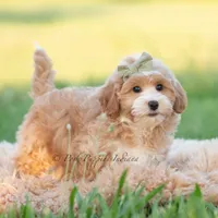 briggs, a male Poodle - Toy  for sale in Warsaw, IN – 4 of 6