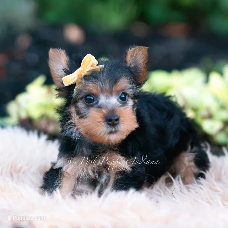 Momo – Yorkshire Terrier puppy for sale in Warsaw, IN