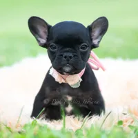 Sweet Pepper AKC, a female French Bulldog for sale in Warsaw, IN – 2 of 5