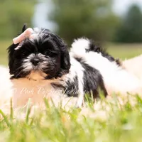 Penny, a female Shih Tzu for sale in Warsaw, IN – 3 of 4