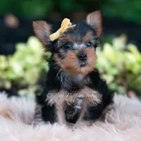 Momo, a male Yorkshire Terrier for sale in Warsaw, IN – 4 of 7