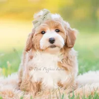 cosmo, a male Poodle - Toy  for sale in Warsaw, IN – 2 of 8