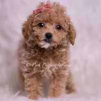 Kinsley, a female Maltipoo for sale in Warsaw, IN – 4 of 6