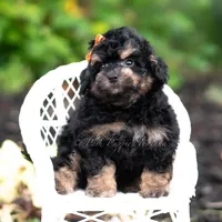 Mushu, a male Miniature Goldendoodle for sale in Warsaw, IN – 4 of 6