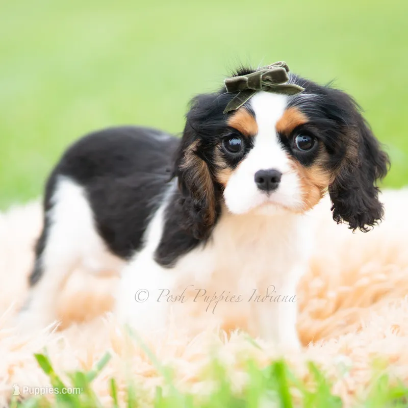 Charles UABR – Cavalier King Charles Spaniel puppy for sale in Warsaw, IN