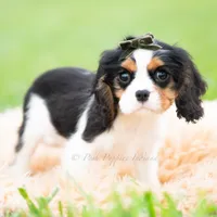 Charles UABR, a male Cavalier King Charles Spaniel for sale in Warsaw, IN – 1 of 6