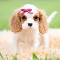 Maggie UABR, a female Cavalier King Charles Spaniel for sale in Warsaw, IN – 5 of 6
