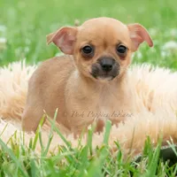 Cortez, a male Chihuahua for sale in Warsaw, IN – 2 of 6