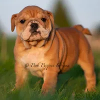 Porkchop, a male English Bulldog for sale in Warsaw, IN – 4 of 6