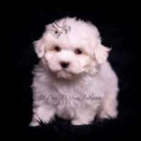 Tiny Dink, a male Maltese for sale in Warsaw, IN – 6 of 7