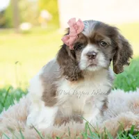 Rosslyn, a female Cocker Spaniel for sale in Warsaw, IN – 2 of 4